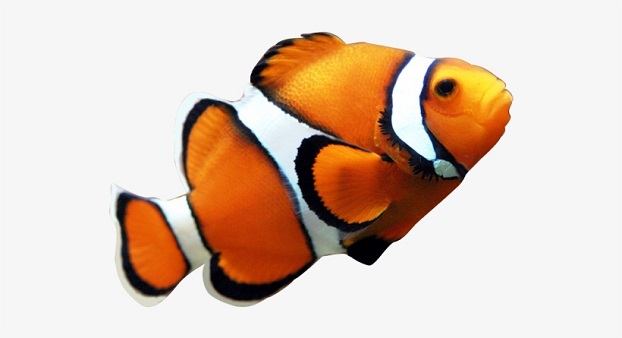 Clownfish 