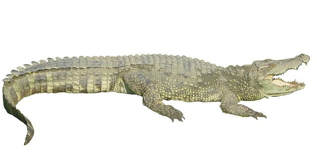 Crocodile