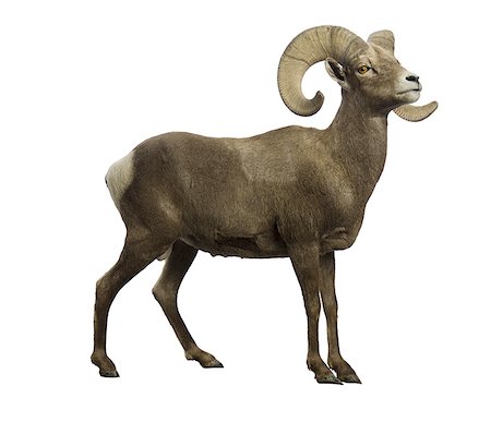 desert big horns sheep