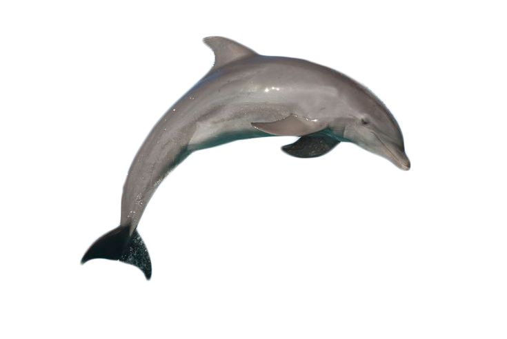 Dolphin 