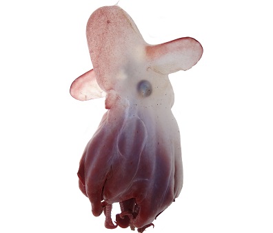 Dumbo Octopus