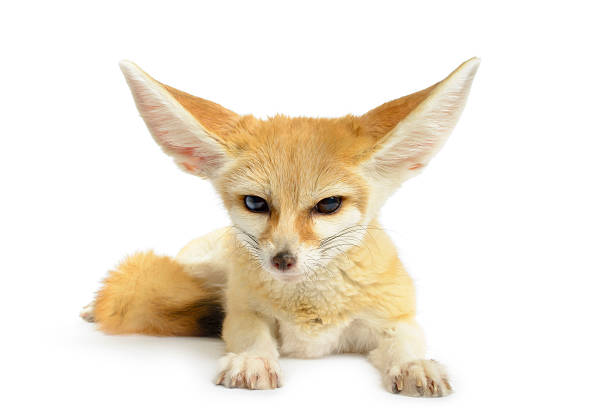 Fennec fox