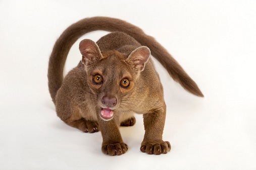 fossa