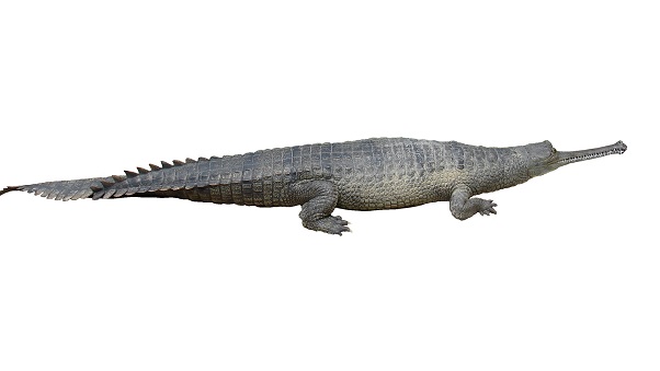 Gharial