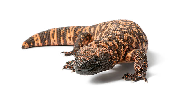 Gila Monster