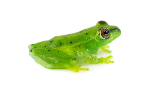 Glass Frog