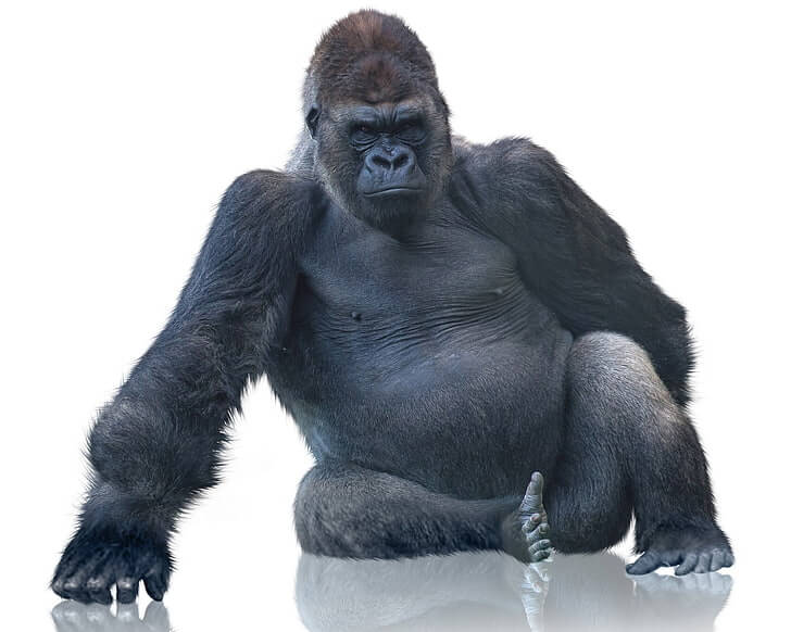 Gorilla