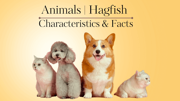 Hagfish