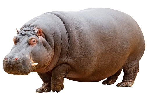 Hippopotamus 