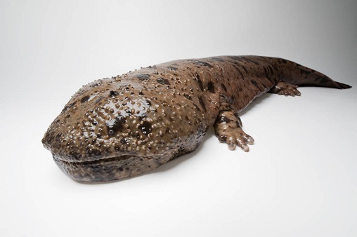 Japanese giant salamander