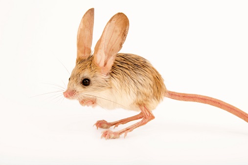 Jerboa