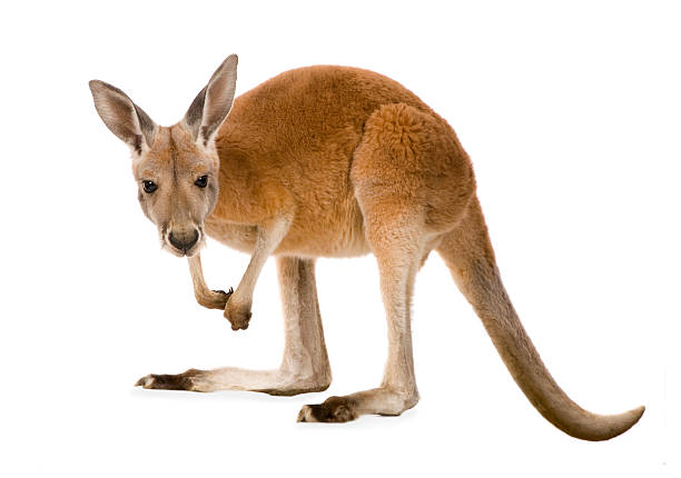 Kangaroo