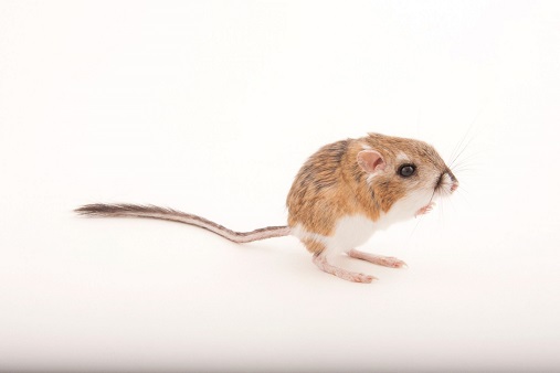 kangaroo rat