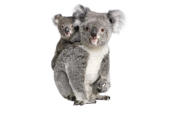 Koala 