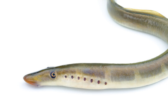 Lamprey