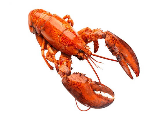 Lobster