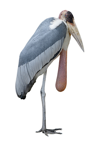 Marabou Stork