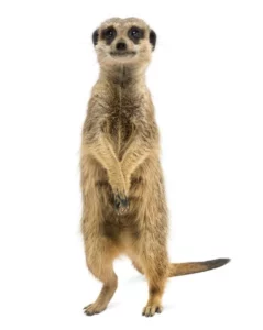 Meerkat