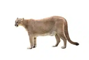 Mountain Lion