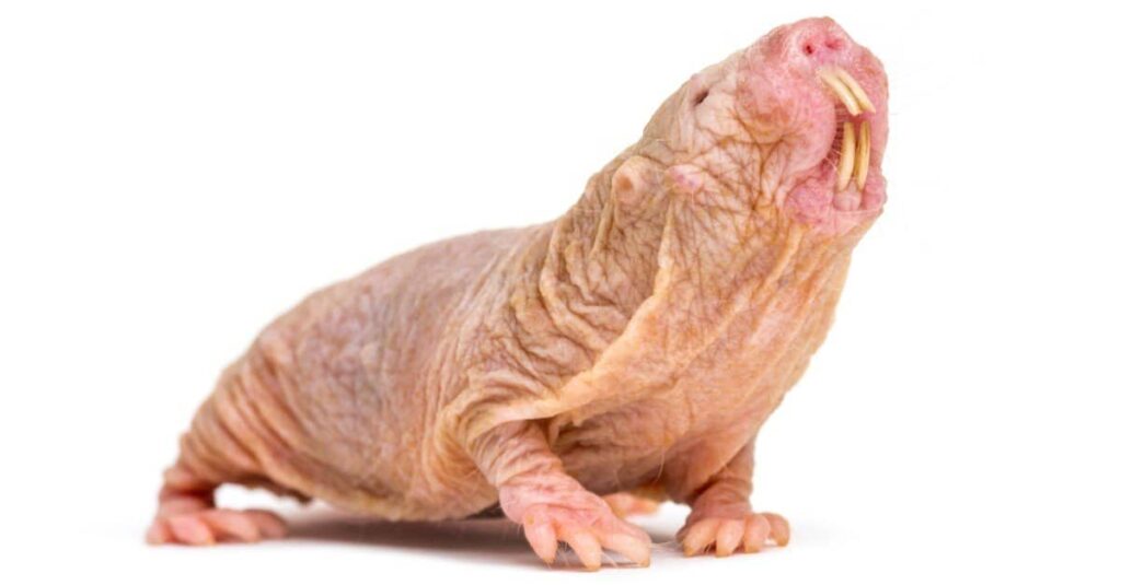 Naked mole-rat