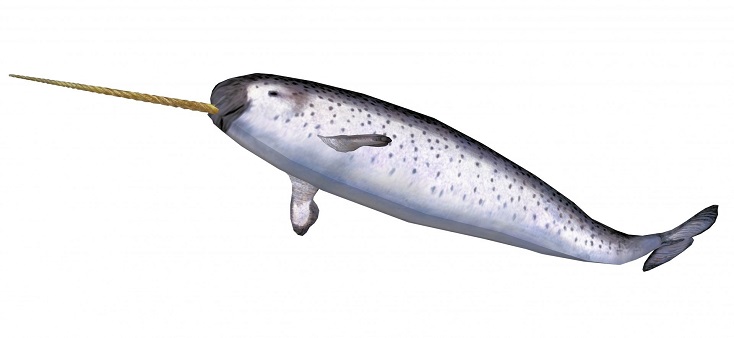 Narwhal