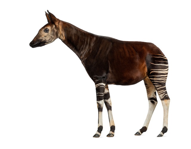 Okapi