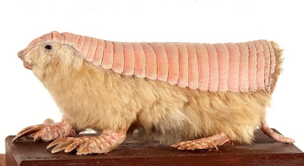 Pink Fairy Armadillo