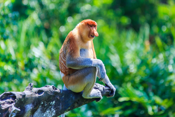 Proboscis monkey