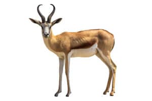 Pronghorn