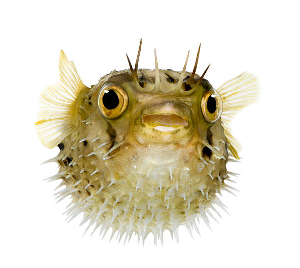 Pufferfish