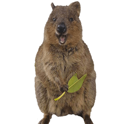 Quokka 