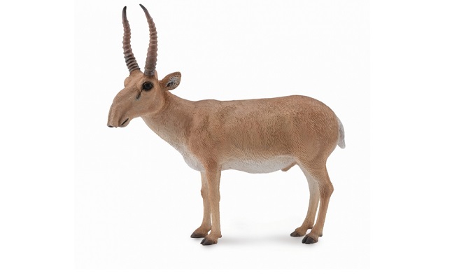 Saiga antelope