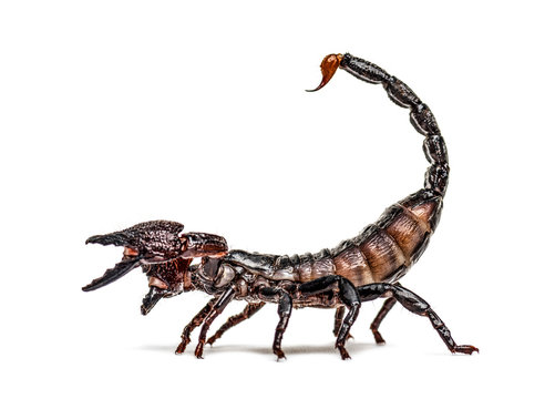 Scorpion