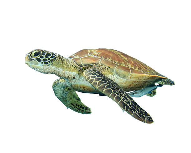 Sea Turtle