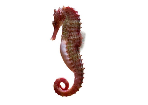 Seahorse