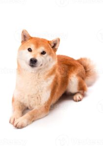 Shiba Inu