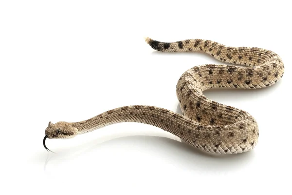 Sidewinder Snake