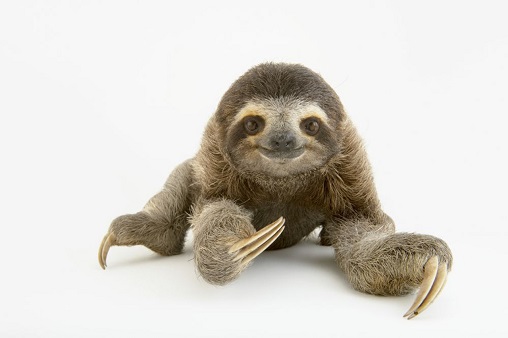 Sloth