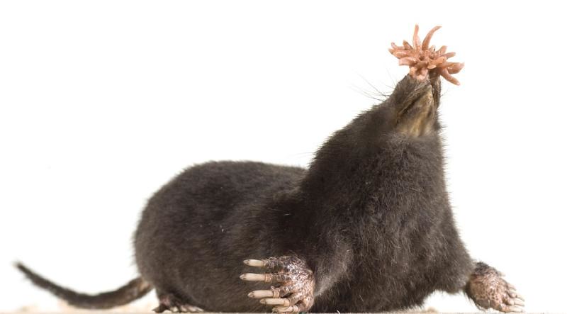 Star-nosed mole