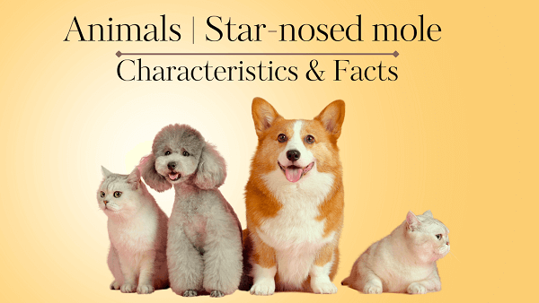 Star-nosed mole