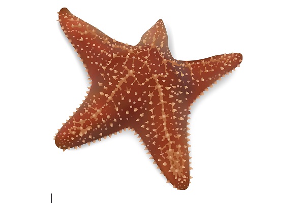 Starfish