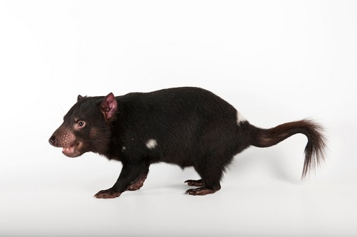 tasmanian devil