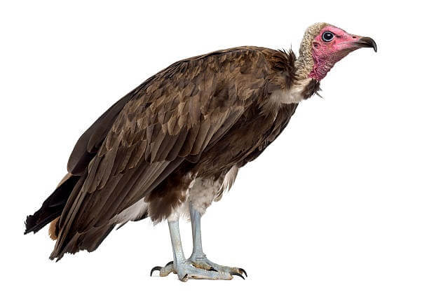 Turkey vulture