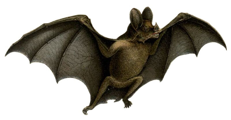 Vampire bat