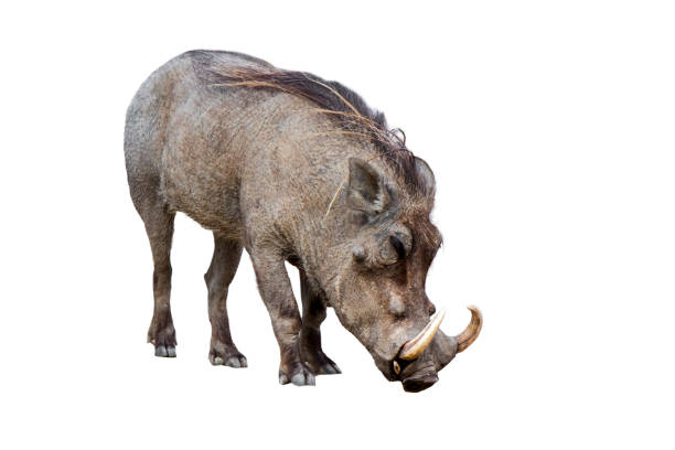 Warthog Definition | Characteristics & Facts