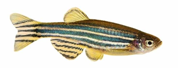 Zebrafish