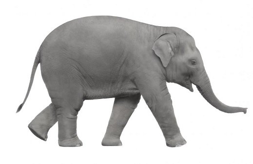 albino Elephant