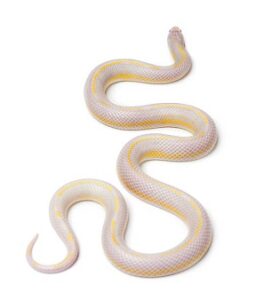 albino snake