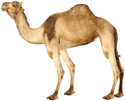 camel