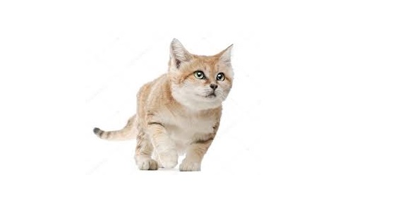 sand cat